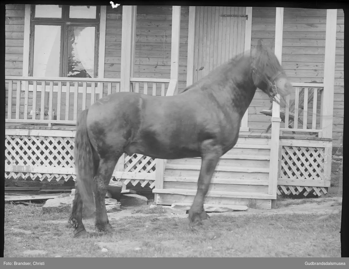 Hingst på nedre Faukstad