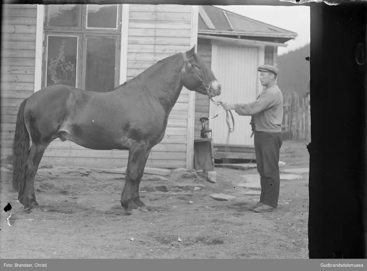 Mann med hingst på nedre Faukstad