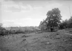 Äppelträden stod i full blom när fotografen stannade till vid Brommetorp i början av juni 1922. Vid tiden för bilden brukades torpet av makarna Gustaf Robert Olsson och Elin Amalia Ström. Hon var för egen del född och uppvuxen i Brommetorp. Hennes farföräldrar hade länge innehaft torpkontraktet, därefter brodern Josef Emanuel, i vars familj hon varit hushållerska. Sedan 1919 var brodern avflyttad och Elin Amalia gift med nästfäljande brukare, just nämnde Gustaf Robert Olsson. Den gamle mannen i bilden motsvarar rimligtvis Elin Amalias farfar, torparen och slaktaren Anders Gustaf Ström.