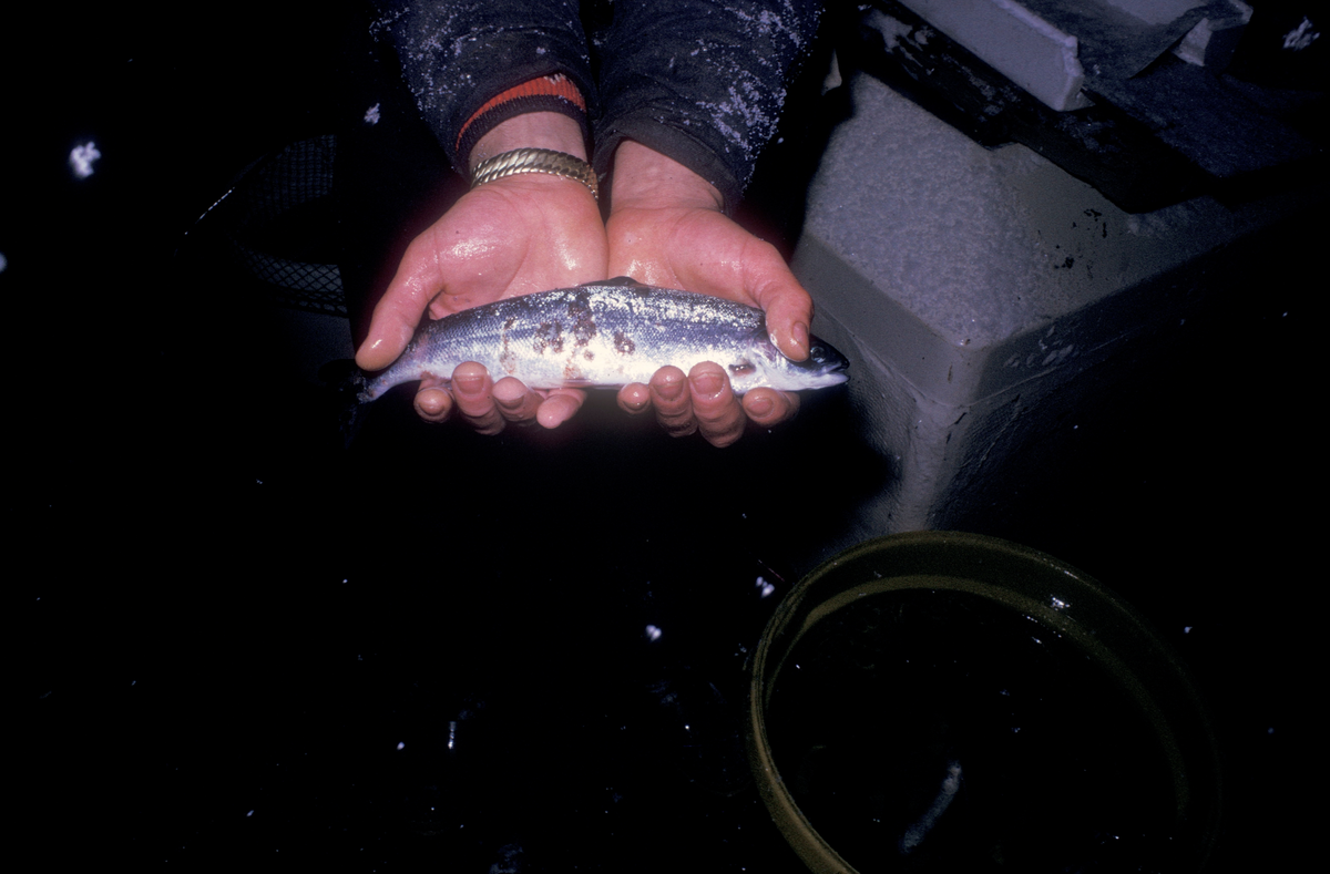 Noen holder opp en liten fisk, ser ut som den har skader av noe slag