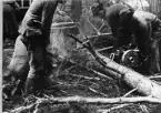 Ingenjörstrupper, broslagning, motorsåg används till att kapa grenar. Soldater i uniform m/1910.