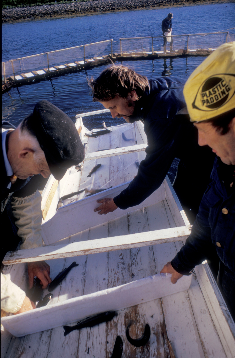 Fisk flyttes over i oppdrettsmerder ved hjelp av ei sklie/renne. 3 menn i arbeid, samt 1 mann på merdekanten.