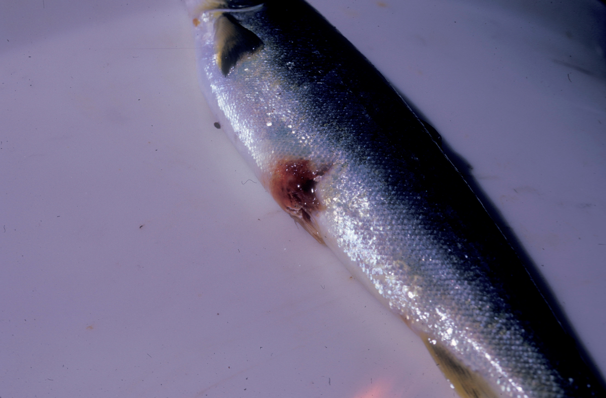 Nærbilde av skadet smolt