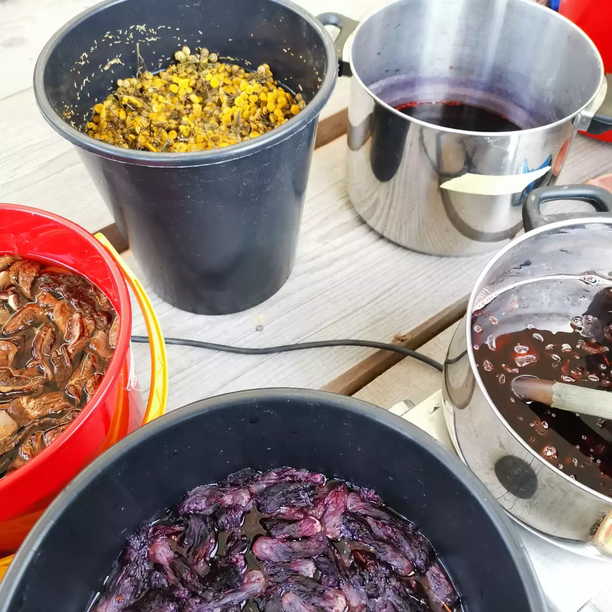 plantefarging av garn