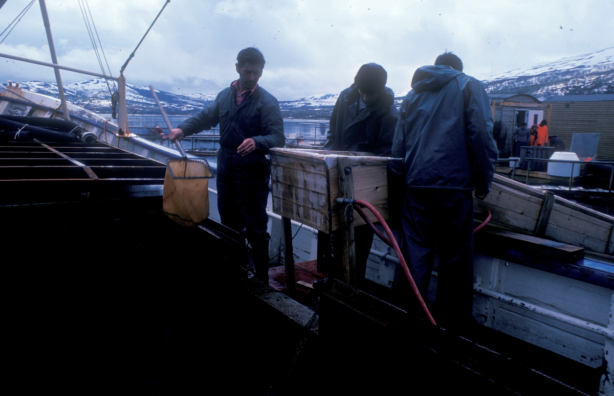 3 menn på dekk ombord en båt, ser ut til at de jobber med å flytte fisk