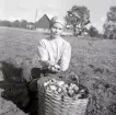 Potatisplockning på Öland.