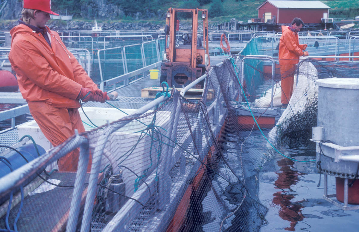 Folk på merdekanten i arbeid med nota som holder fisken.