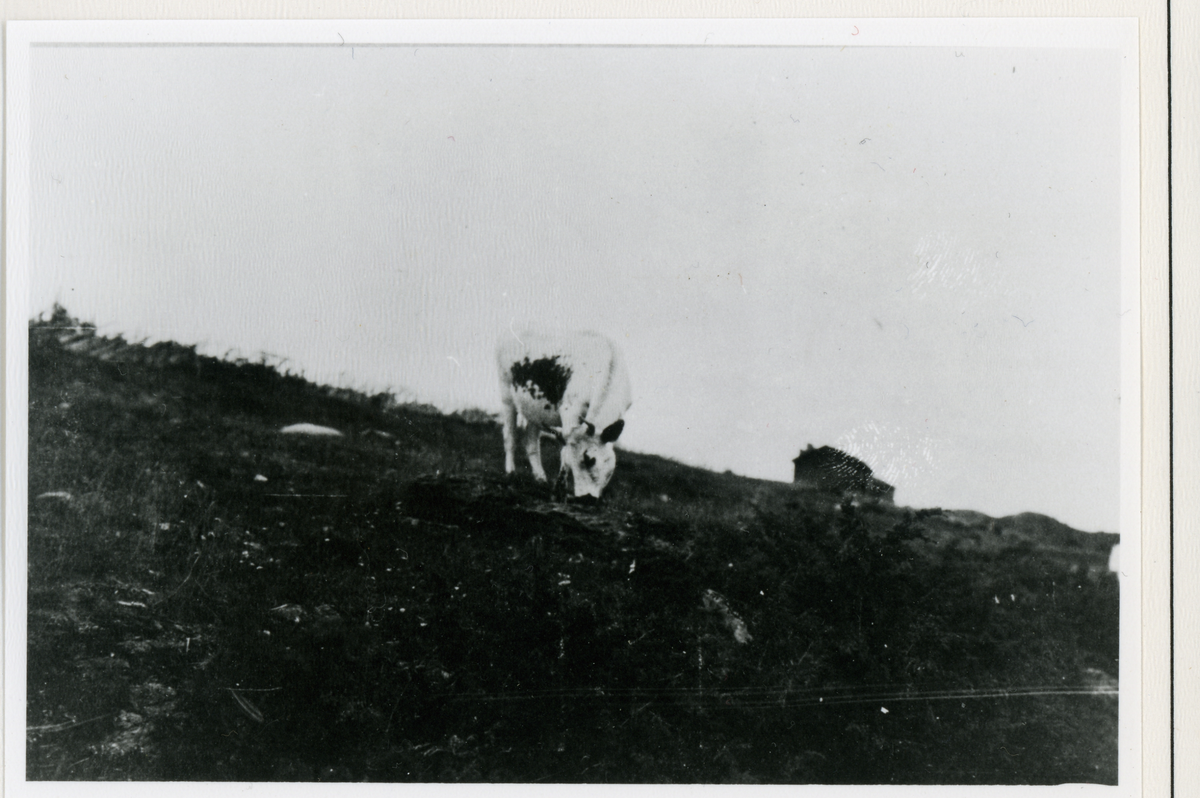 Stølsvoll og ku.
Ku på Veslevollen skutuset 1916.