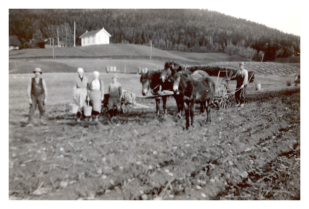 Potetplukking på Sør Bakke, Komnes.
I bakgrunnen sees Bakke Avholdslokale.