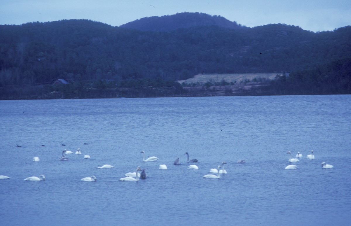 Bjugn, 1992 : Landskapsbilde, utsikt fra vannkanten mot land på den andre siden.