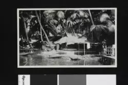 Travancore er et sommerland evig blomstrende (Syd-india)