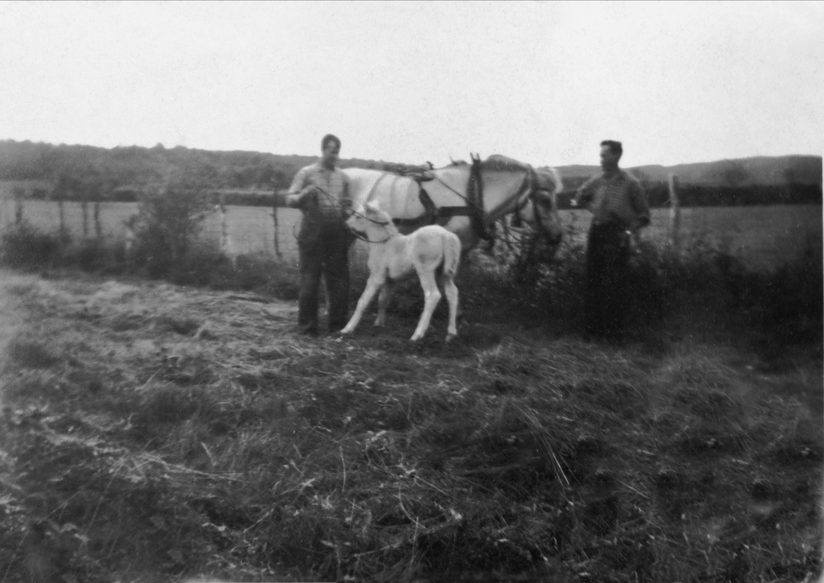 Henrik Henriksen og Oddvar Henriksen med en hest og et føll.