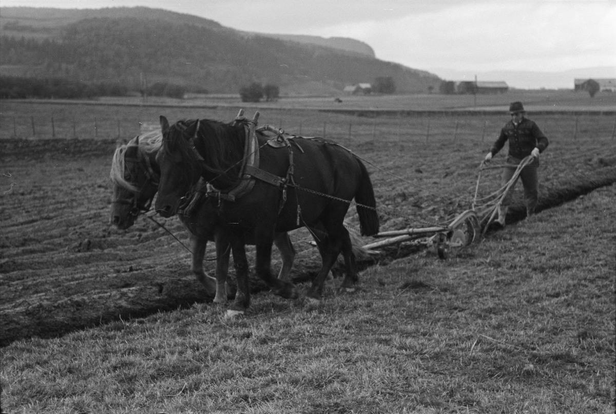 Potetopptaking på Melhus og pløying