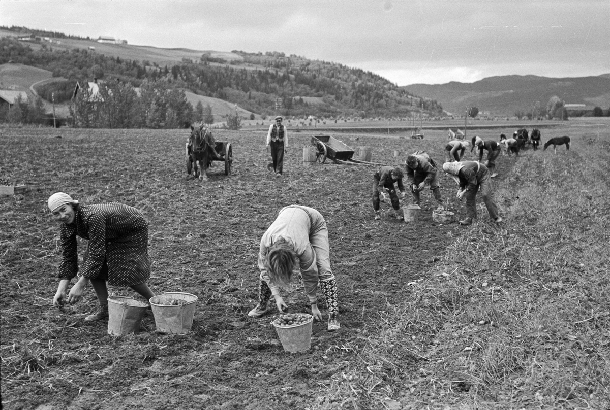 Potetopptaking på Melhus og pløying