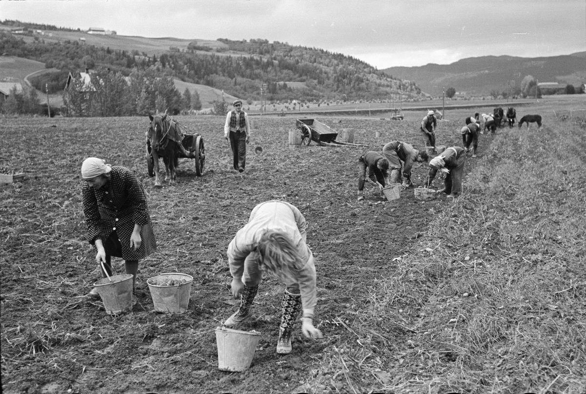 Potetopptaking på Melhus og pløying