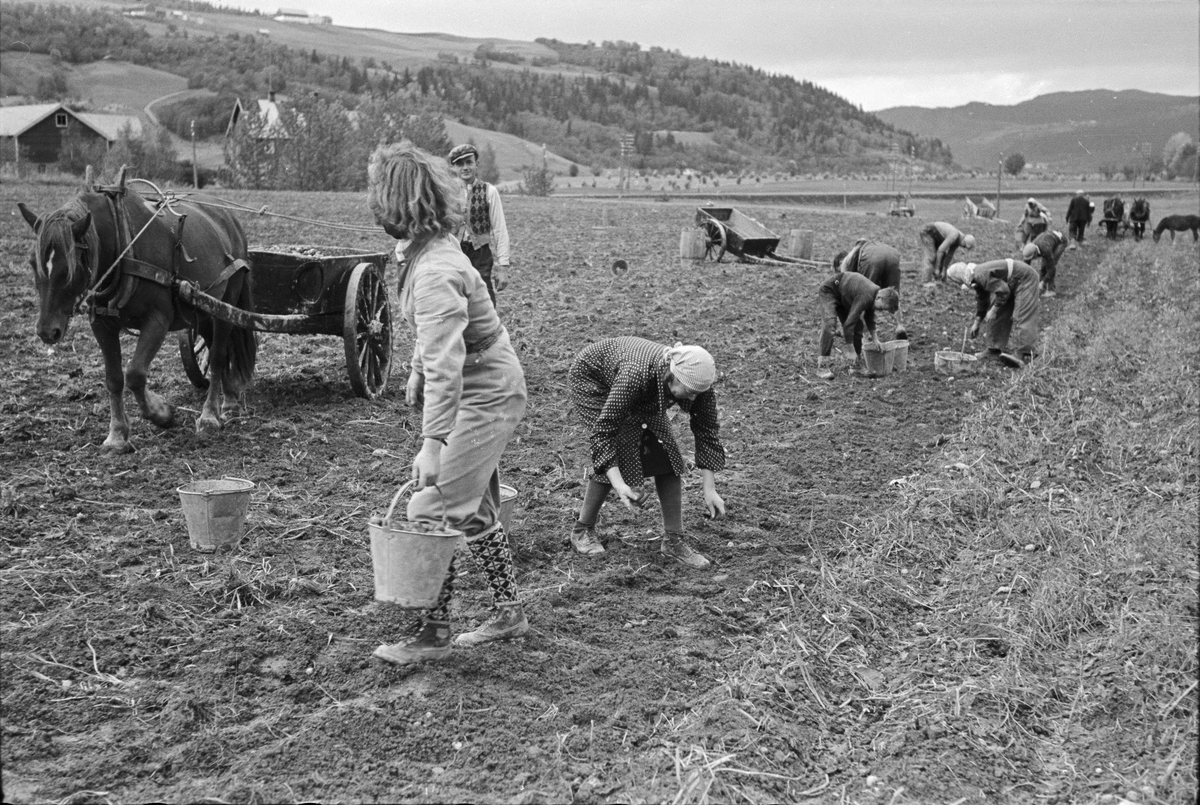 Potetopptaking på Melhus og pløying