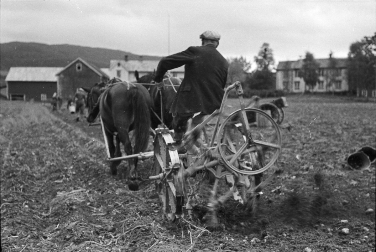 Potetopptaking på Melhus og pløying