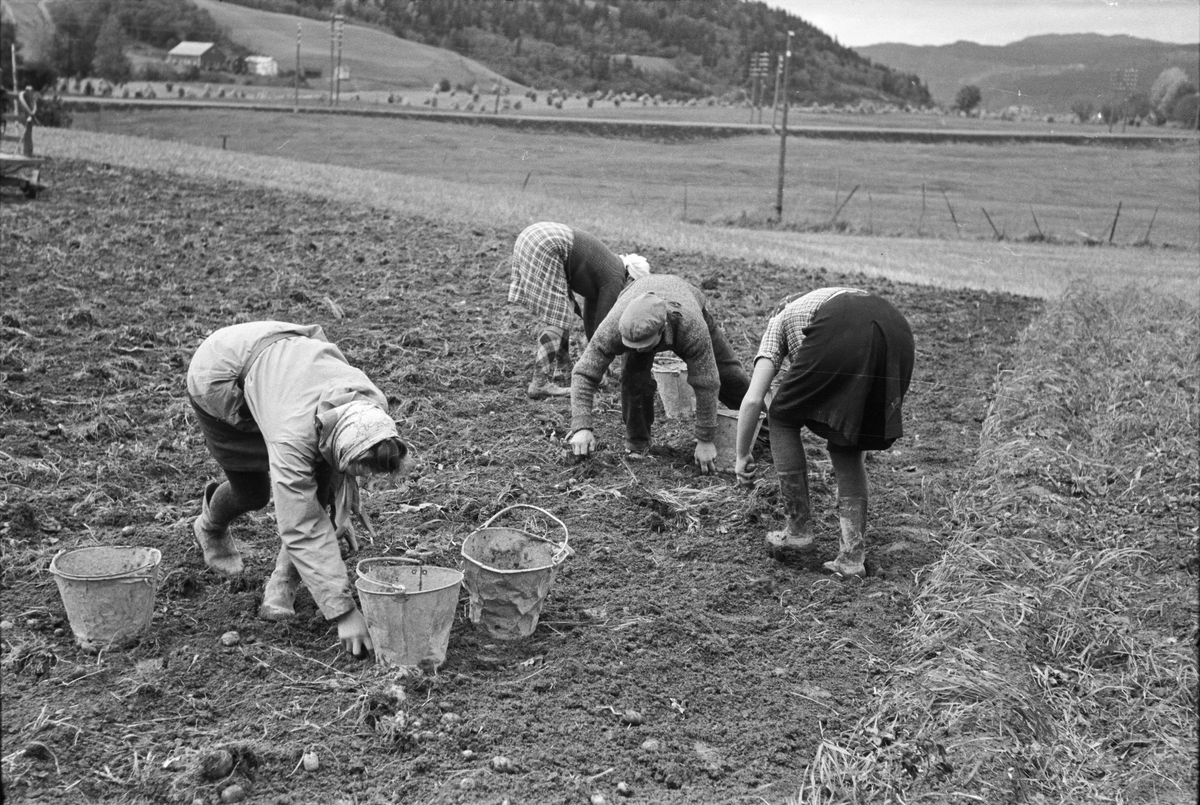 Potetopptaking på Melhus og pløying