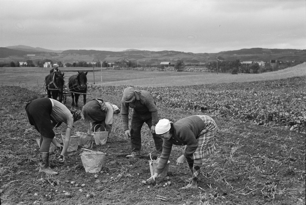 Potetopptaking på Melhus, pløying og interiør av drivhus