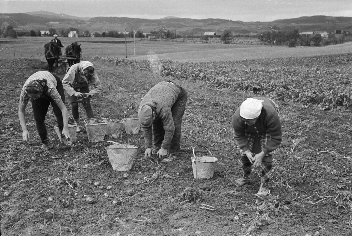 Potetopptaking på Melhus og pløying