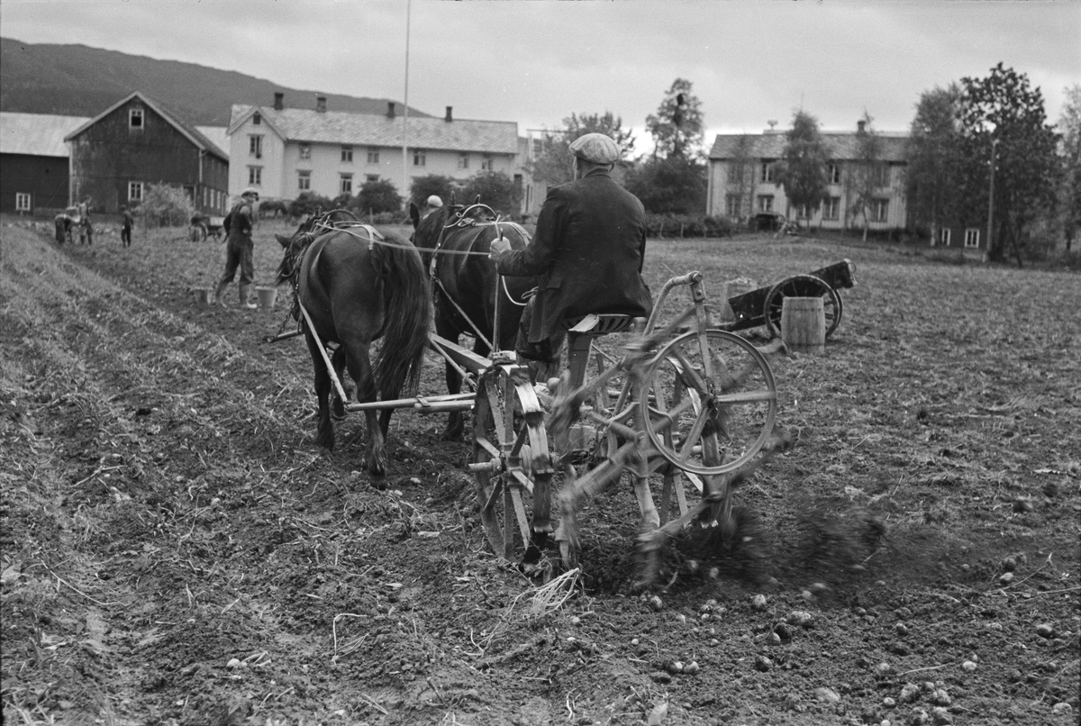Potetopptaking på Melhus, pløying og interiør av drivhus