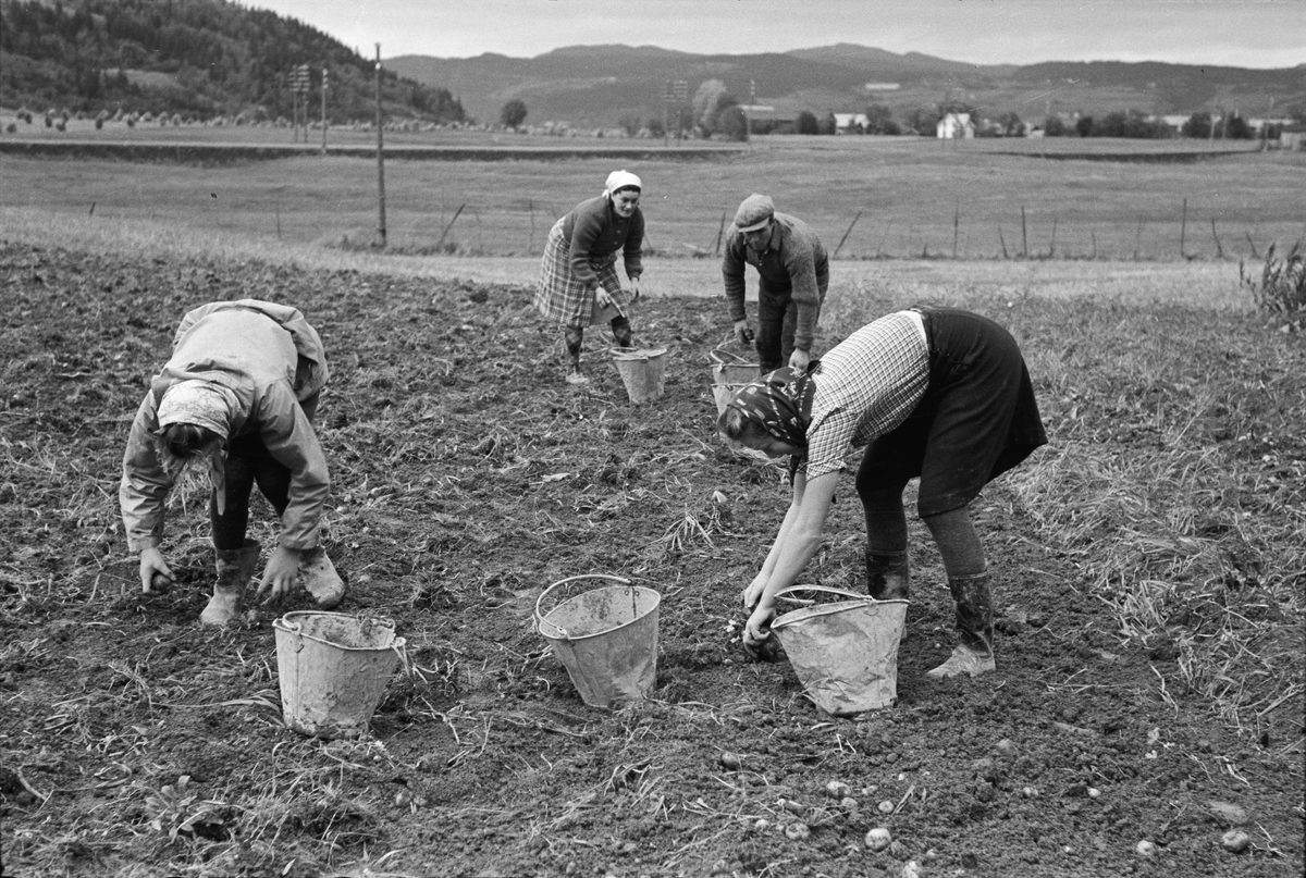 Potetopptaking på Melhus, pløying og interiør av drivhus
