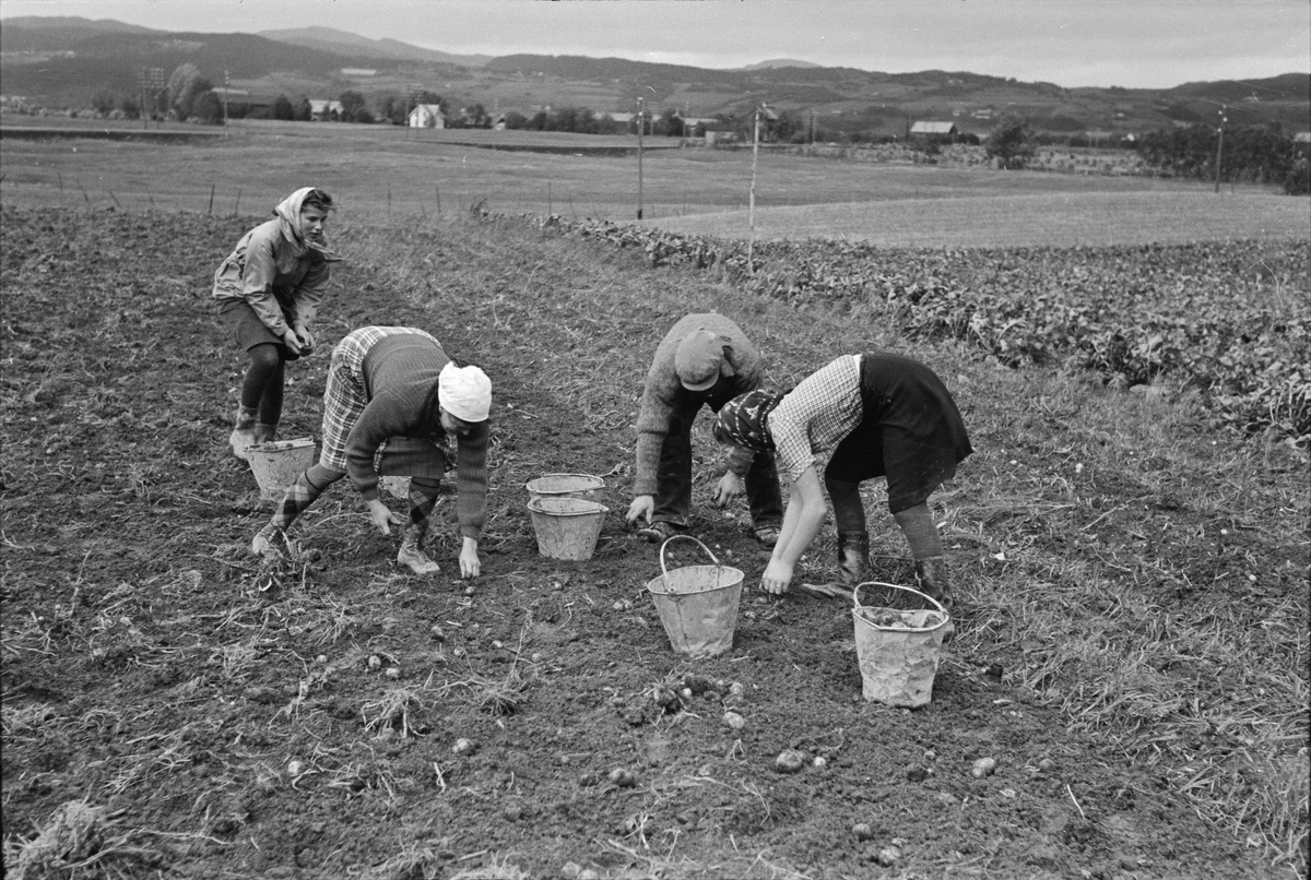 Potetopptaking på Melhus, pløying og interiør av drivhus