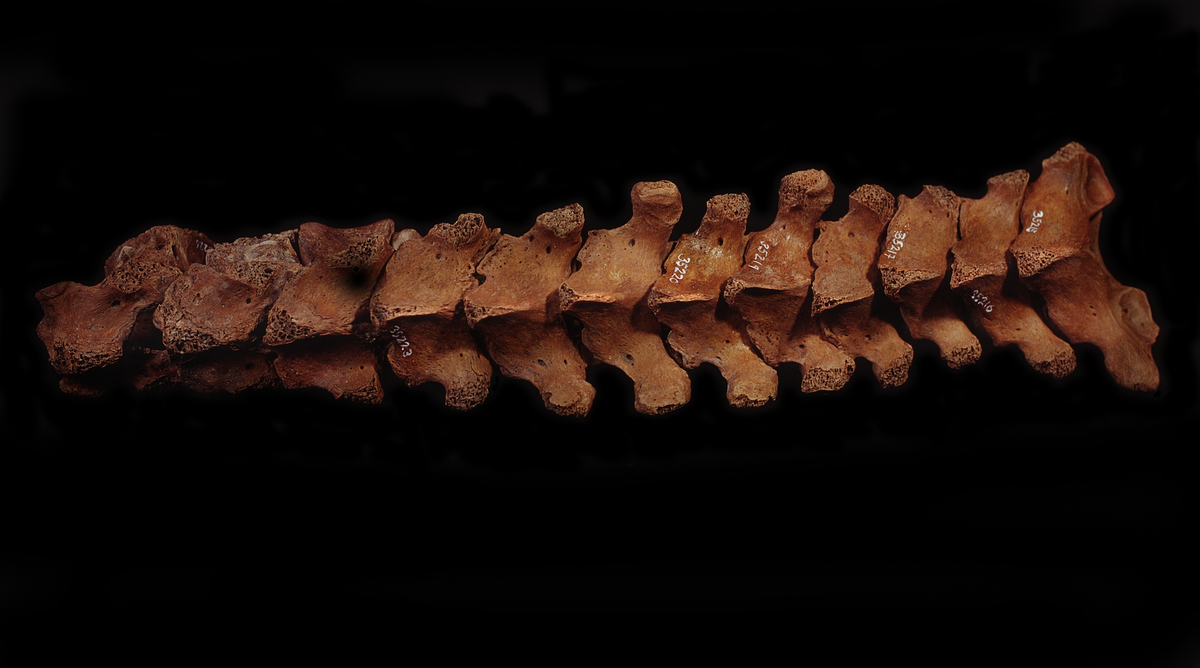Bröstkota nr 2. I gott skick.
Vertebra Thoracicae no 2.