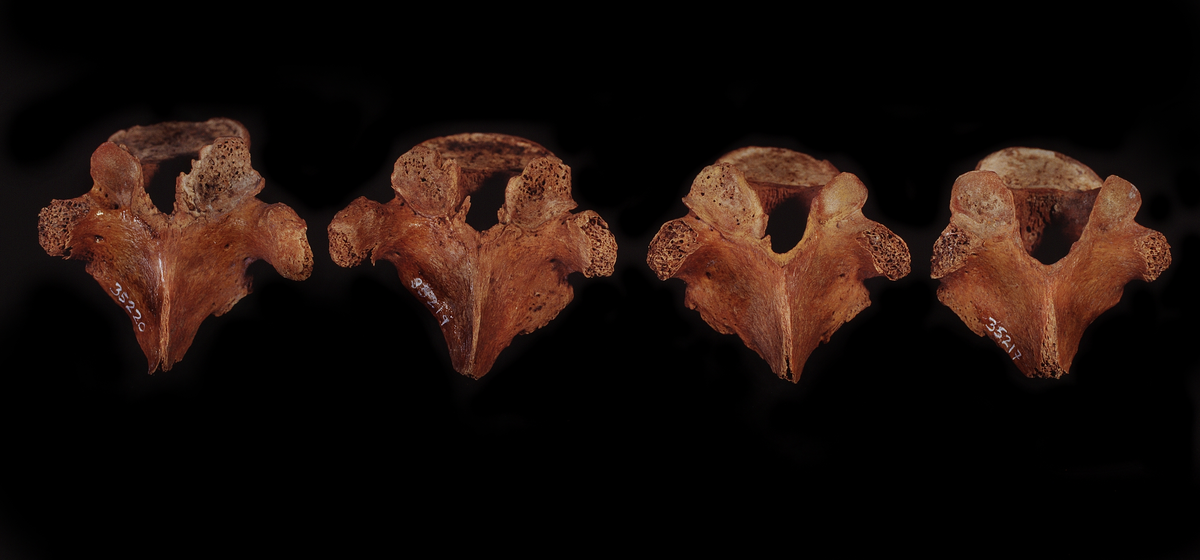 Bröstkota nr 5. I gott skick.
Vertebra Thoracicae no 5.