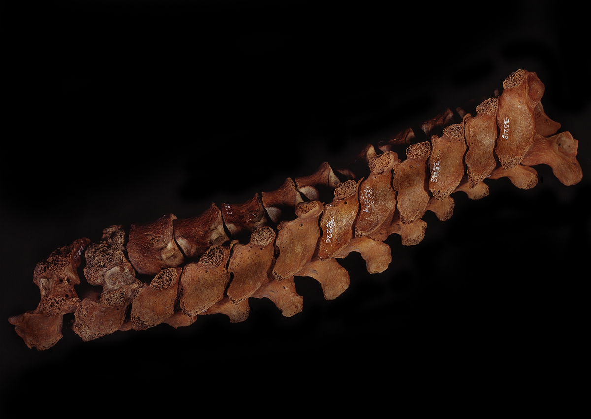Bröstkota nr 2. I gott skick.
Vertebra Thoracicae no 2.