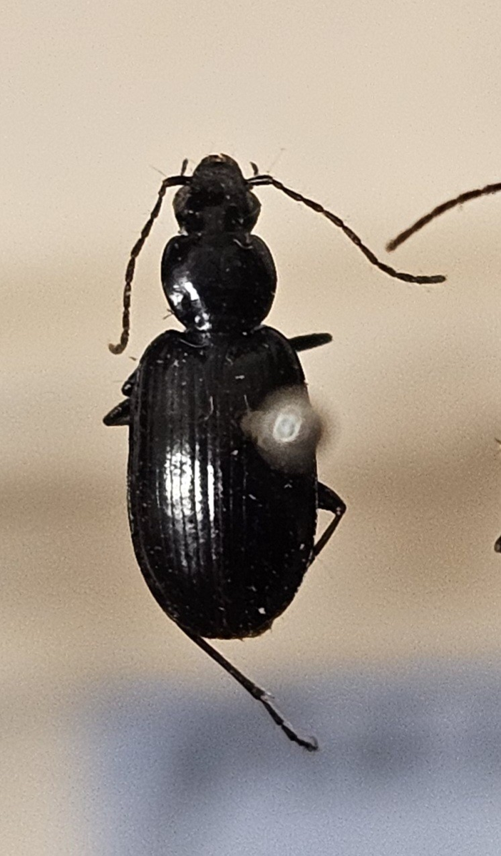 Skalbagge på insektsnål. 
Tillhör huvudgrupp Coleoptera
Tillhör familj Carabidae
Släkte/art: Agonum gracile
Adult

Ursprungsland: Sverige
Fyndplats: 

Ur Hackwitz samling

På etiketten står: Anchomenus gracilis
