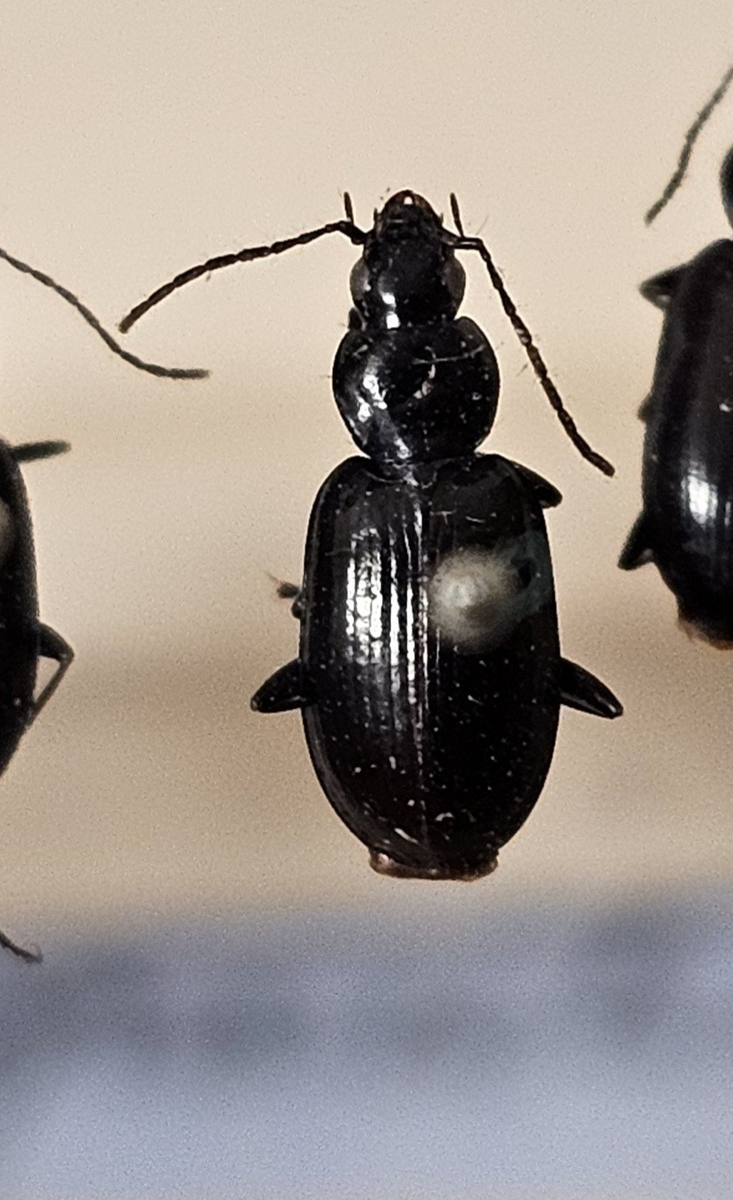 Skalbagge på insektsnål. 
Tillhör huvudgrupp Coleoptera
Tillhör familj Carabidae
Släkte/art: Agonum gracile
Adult

Ursprungsland: Sverige
Fyndplats: 

Ur Hackwitz samling

På etiketten står: Anchomenus gracilis