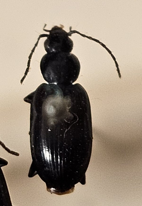 Skalbagge på insektsnål. 
Tillhör huvudgrupp Coleoptera
Tillhör familj Carabidae
Släkte/art: Agonum gracile
Adult

Ursprungsland: Sverige
Fyndplats: 

Ur Hackwitz samling

På etiketten står: Anchomenus gracilis