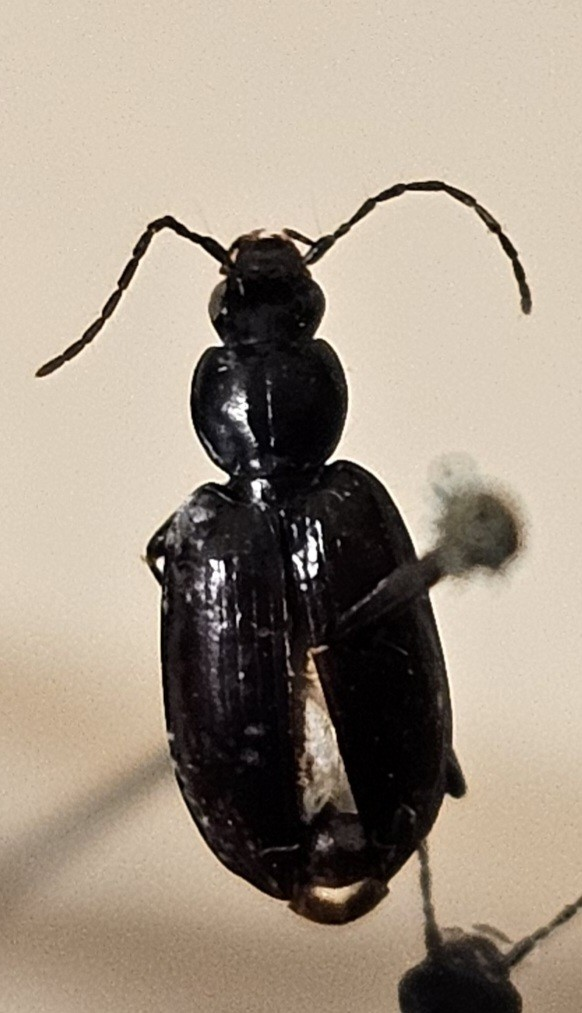 Skalbagge på insektsnål. 
Tillhör huvudgrupp Coleoptera
Tillhör familj Carabidae
Släkte/art: Agonum gracile
Adult

Ursprungsland: Sverige
Fyndplats: 

Ur Hackwitz samling

På etiketten står: Anchomenus gracilis