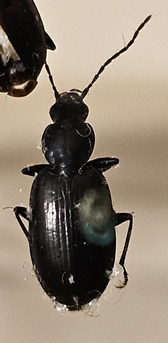 Skalbagge på insektsnål. 
Tillhör huvudgrupp Coleoptera
Tillhör familj Carabidae
Släkte/art: Agonum gracile
Adult

Ursprungsland: Sverige
Fyndplats: 

Ur Hackwitz samling

På etiketten står: Anchomenus gracilis