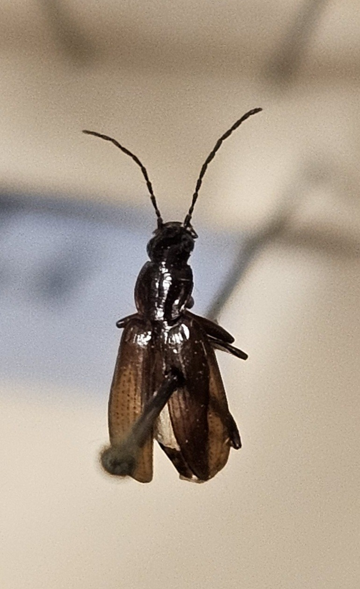 Skalbagge på insektsnål. 
Tillhör huvudgrupp Coleoptera
Tillhör familj Carabidae
Släkte/art: Agonum gracile
Adult

Ursprungsland: Sverige
Fyndplats: 

Ur Hackwitz samling

På etiketten står: Anchomenus gracilis