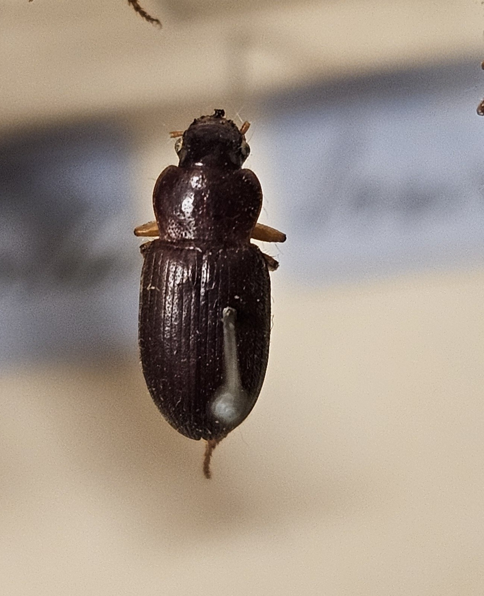 Skalbagge på insektsnål. 
Tillhör huvudgrupp Coleoptera
Tillhör familj Carabidae
Släkte/art: Ophonus rufibarbis
Adult

Ursprungsland: Sverige
Fyndplats: 

Ur Hackwitz samling

På etiketten står: Ophonus brevicollis