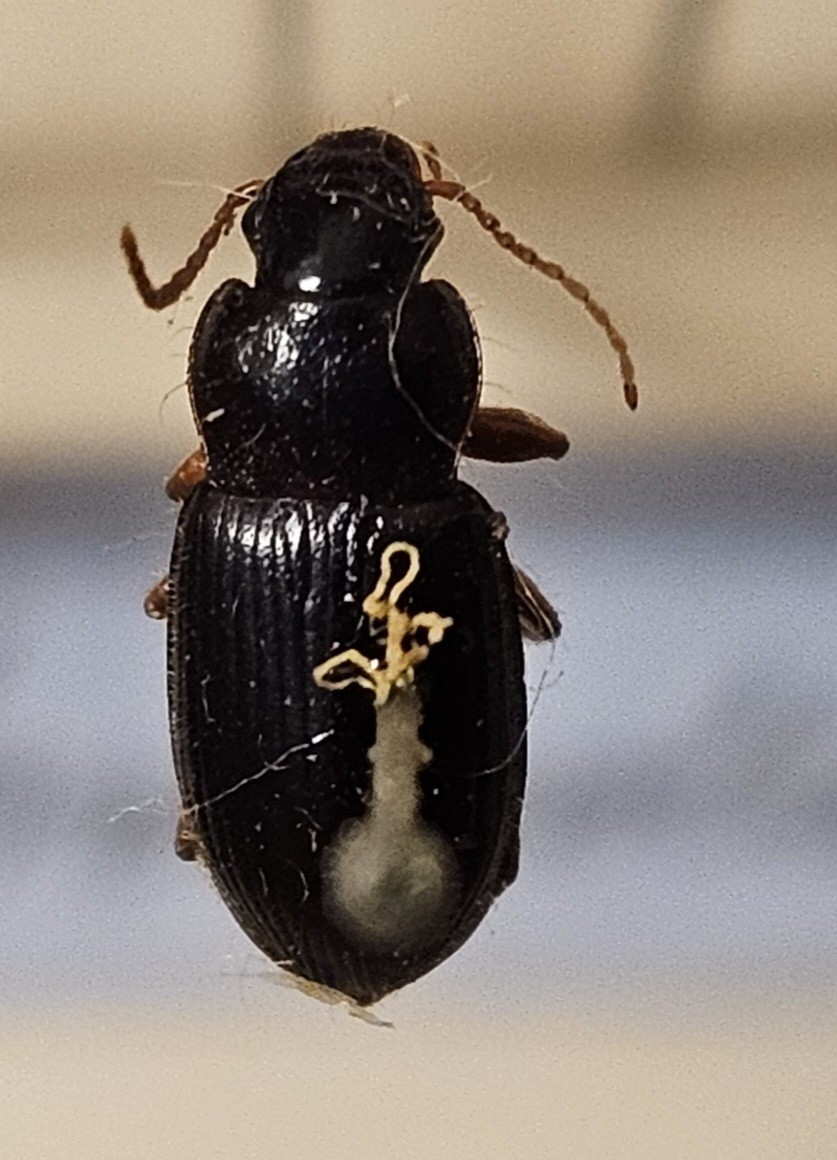 Skalbagge på insektsnål. 
Tillhör huvudgrupp Coleoptera
Tillhör familj Carabidae
Släkte/art: Ophonus rufibarbis
Adult

Ursprungsland: Sverige
Fyndplats: 

Ur Hackwitz samling

På etiketten står: Ophonus brevicollis