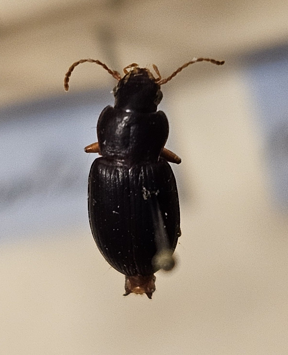 Skalbagge på insektsnål. 
Tillhör huvudgrupp Coleoptera
Tillhör familj Carabidae
Släkte/art: Ophonus rufibarbis
Adult

Ursprungsland: Sverige
Fyndplats: 

Ur Hackwitz samling

På etiketten står: Ophonus brevicollis