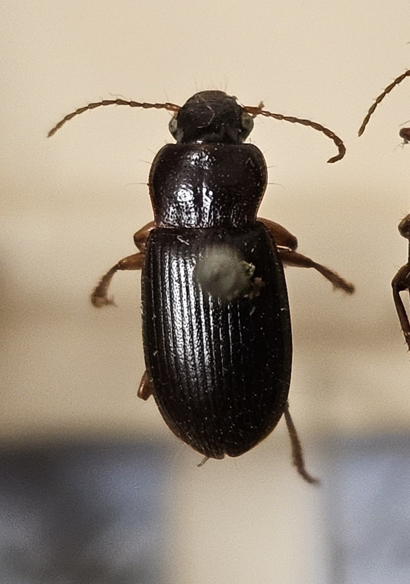 Skalbagge på insektsnål. 
Tillhör huvudgrupp Coleoptera
Tillhör familj Carabidae
Släkte/art: Ophonus rufibarbis
Adult

Ursprungsland: Sverige
Fyndplats: 

Ur Hackwitz samling

På etiketten står: Ophonus brevicollis