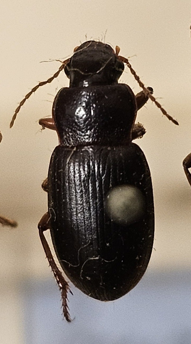 Skalbagge på insektsnål. 
Tillhör huvudgrupp Coleoptera
Tillhör familj Carabidae
Släkte/art: Ophonus rufibarbis
Adult

Ursprungsland: Sverige
Fyndplats: 

Ur Hackwitz samling

På etiketten står: Ophonus brevicollis