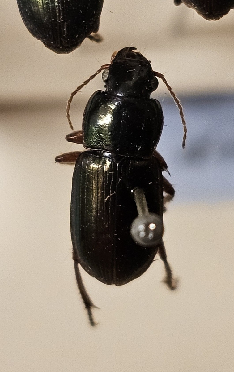 Skalbagge på insektsnål. 
Tillhör huvudgrupp Coleoptera
Tillhör familj Carabidae
Släkte/art: Harpalus affinis
Adult

Ursprungsland: Sverige
Fyndplats: 

Ur Hackwitz samling

På etiketten står: Harpalus aeneus