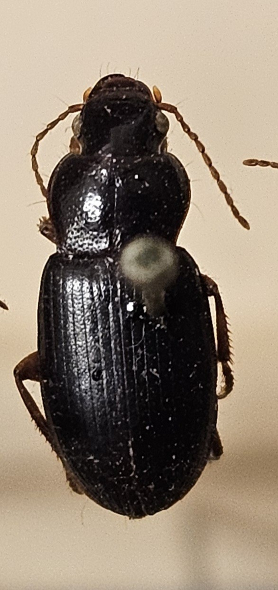 Skalbagge på insektsnål. 
Tillhör huvudgrupp Coleoptera
Tillhör familj Carabidae
Släkte/art: Ophonus rufibarbis
Adult

Ursprungsland: Sverige
Fyndplats: 

Ur Hackwitz samling

På etiketten står: Ophonus brevicollis