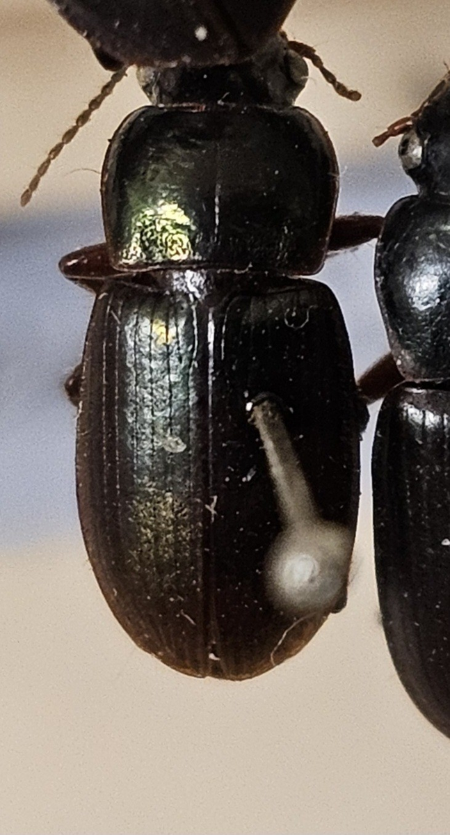 Skalbagge på insektsnål. 
Tillhör huvudgrupp Coleoptera
Tillhör familj Carabidae
Släkte/art: Harpalus affinis
Adult

Ursprungsland: Sverige
Fyndplats: 

Ur Hackwitz samling

På etiketten står: Harpalus aeneus