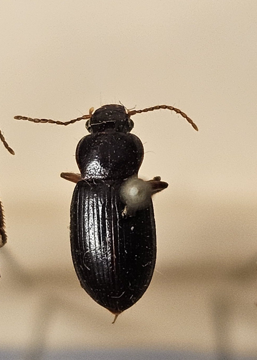 Skalbagge på insektsnål. 
Tillhör huvudgrupp Coleoptera
Tillhör familj Carabidae
Släkte/art: Ophonus rufibarbis
Adult

Ursprungsland: Sverige
Fyndplats: 

Ur Hackwitz samling

På etiketten står: Ophonus brevicollis