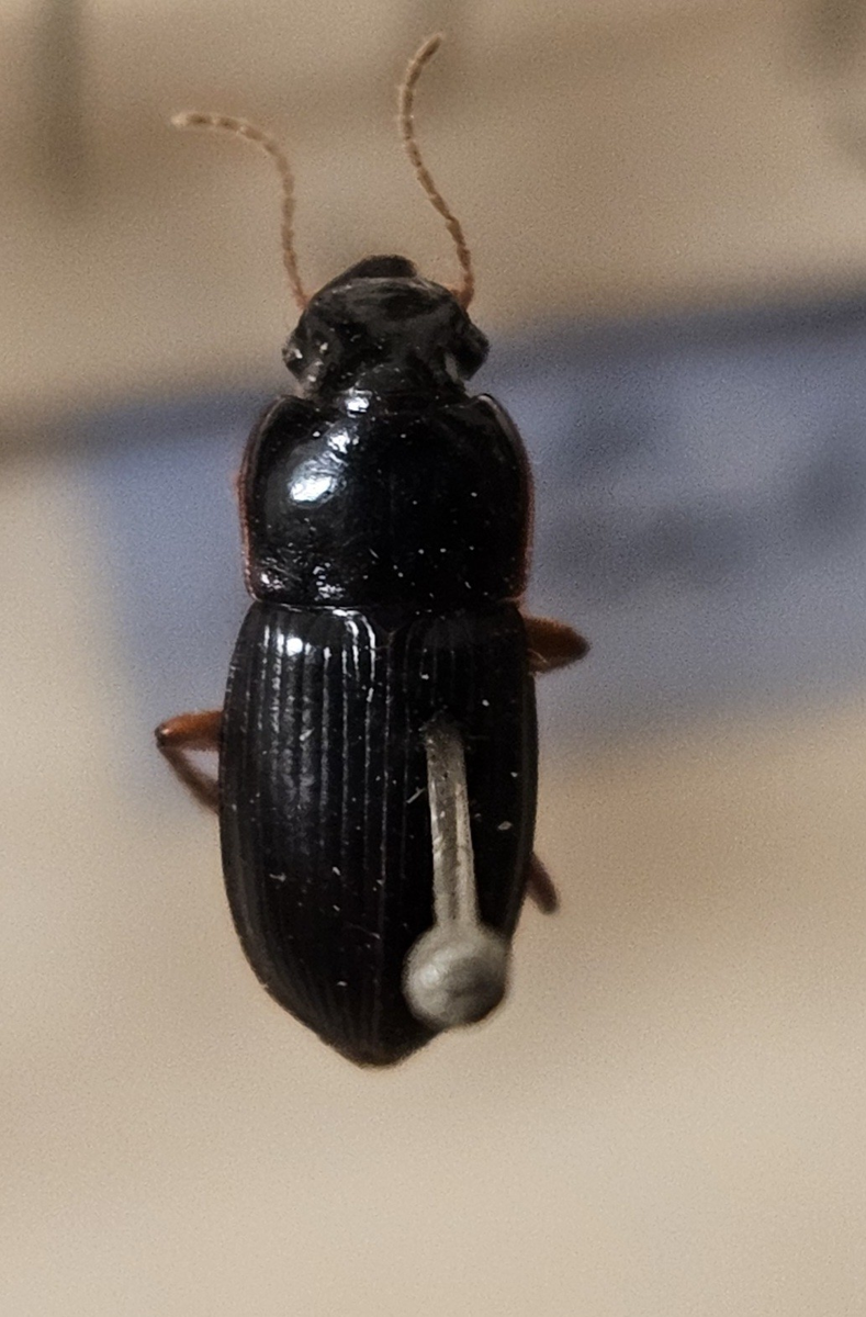 Skalbagge på insektsnål. 
Tillhör huvudgrupp Coleoptera
Tillhör familj Carabidae
Släkte/art: Harpalus latus
Adult

Ursprungsland: Sverige
Fyndplats: 

Ur Hackwitz samling

På etiketten står: Harpalus latus