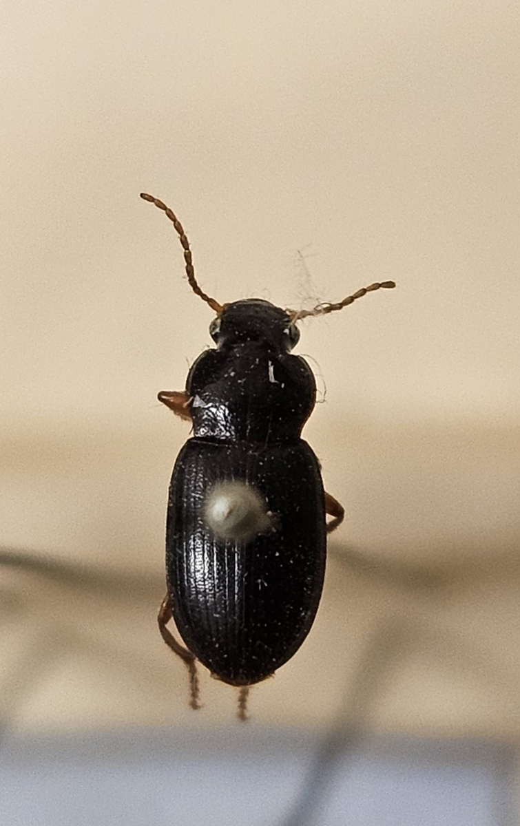 Skalbagge på insektsnål. 
Tillhör huvudgrupp Coleoptera
Tillhör familj Carabidae
Släkte/art: Ophonus rufibarbis
Adult

Ursprungsland: Sverige
Fyndplats: 

Ur Hackwitz samling

På etiketten står: Ophonus brevicollis