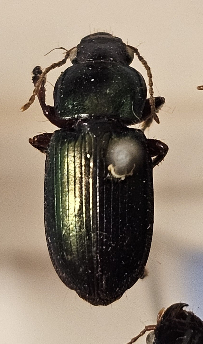 Skalbagge på insektsnål. 
Tillhör huvudgrupp Coleoptera
Tillhör familj Carabidae
Släkte/art: Harpalus affinis
Adult

Ursprungsland: Sverige
Fyndplats: 

Ur Hackwitz samling

På etiketten står: Harpalus aeneus