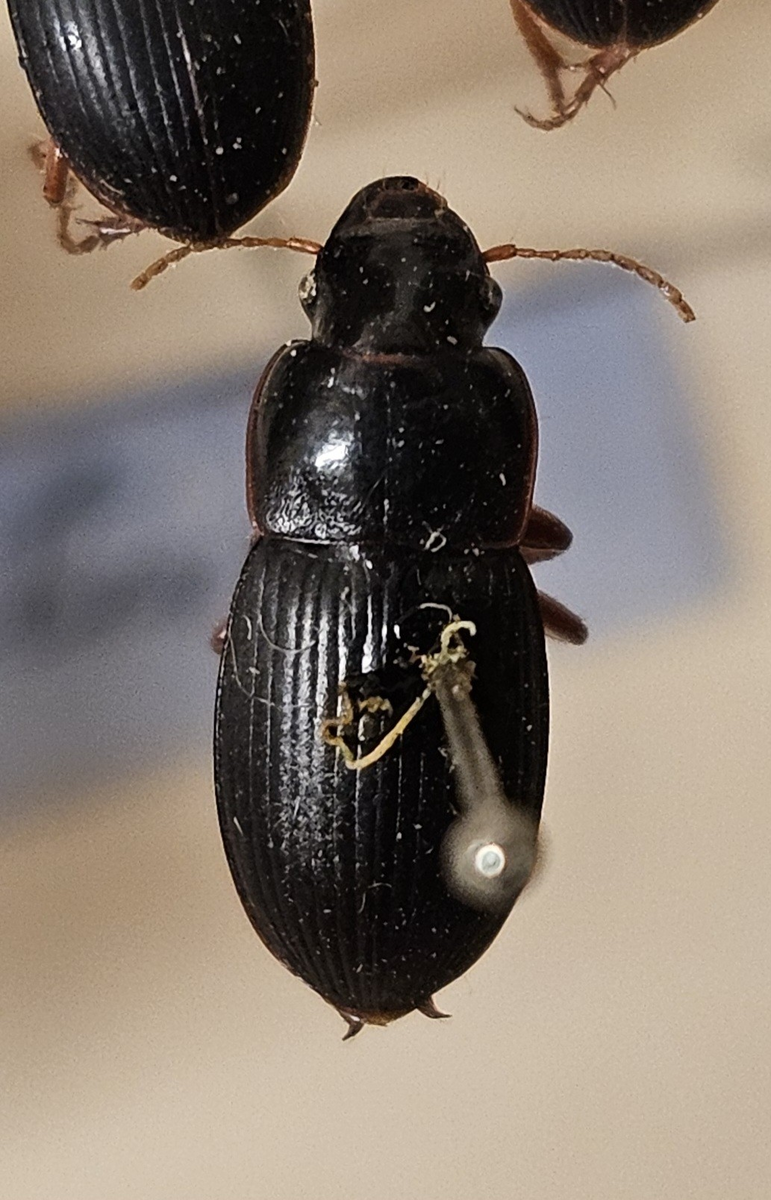 Skalbagge på insektsnål. 
Tillhör huvudgrupp Coleoptera
Tillhör familj Carabidae
Släkte/art: Harpalus latus
Adult

Ursprungsland: Sverige
Fyndplats: 

Ur Hackwitz samling

På etiketten står: Harpalus latus