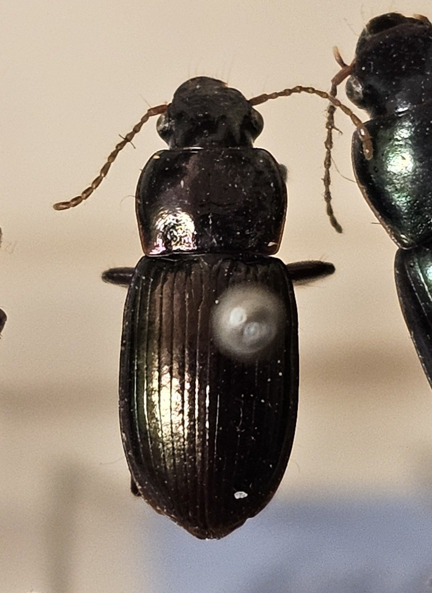 Skalbagge på insektsnål. 
Tillhör huvudgrupp Coleoptera
Tillhör familj Carabidae
Släkte/art: Harpalus affinis
Adult

Ursprungsland: Sverige
Fyndplats: 

Ur Hackwitz samling

På etiketten står: Harpalus aeneus
